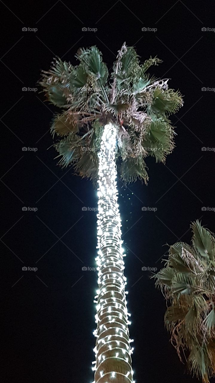 palm trees backlit against the background of the night sky