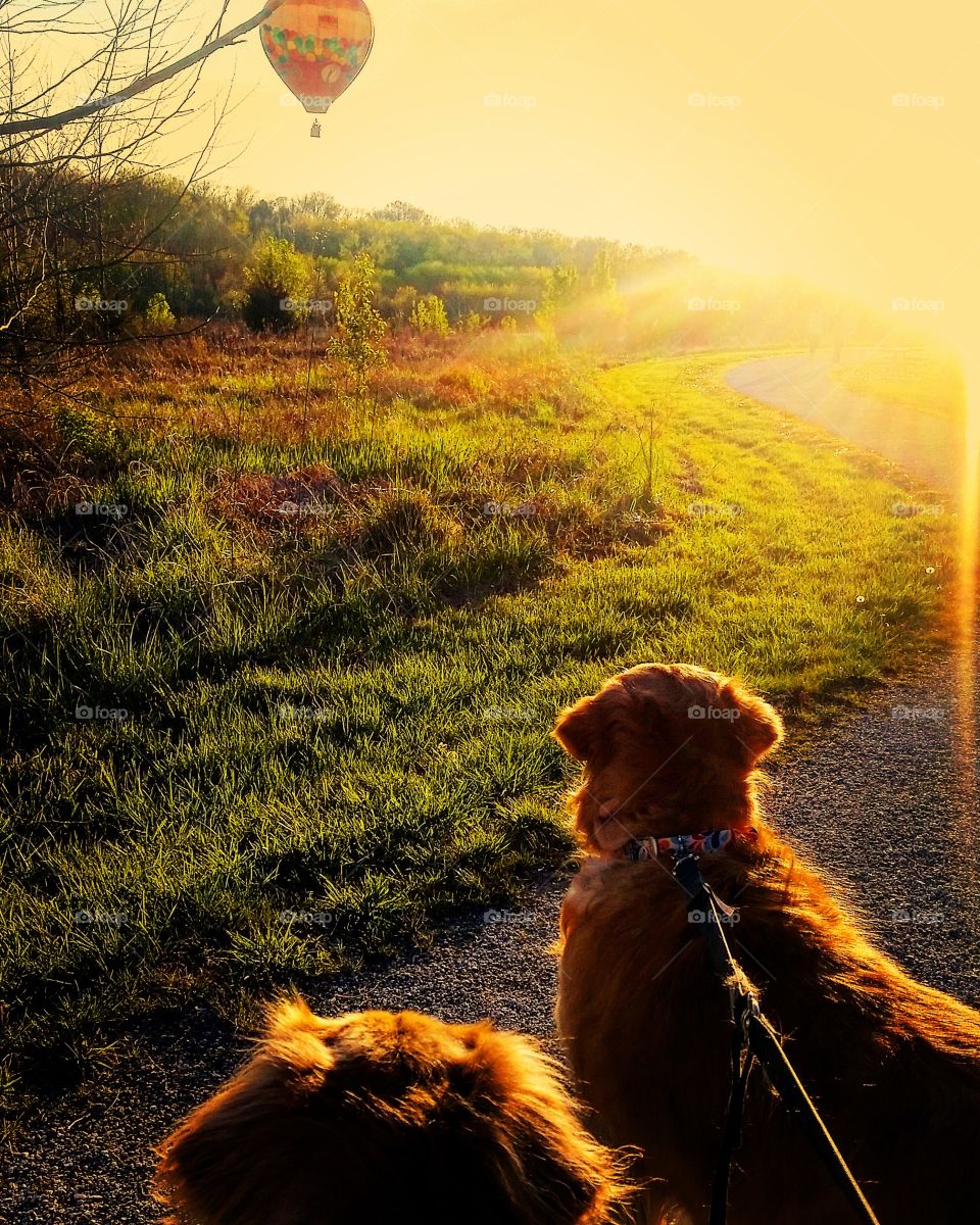 Sunset, Dog, Landscape, One, Travel