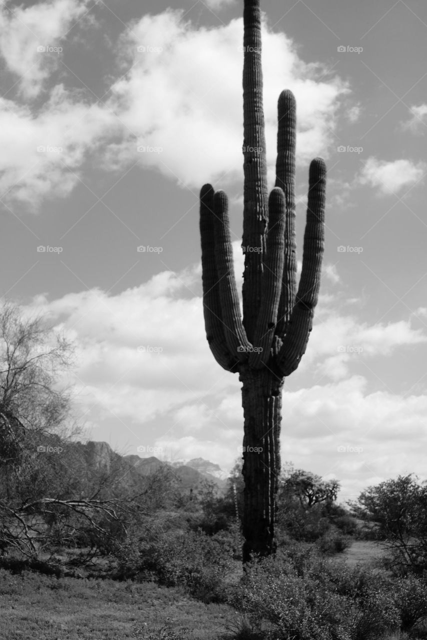 Saguaro Cactus in Black and White