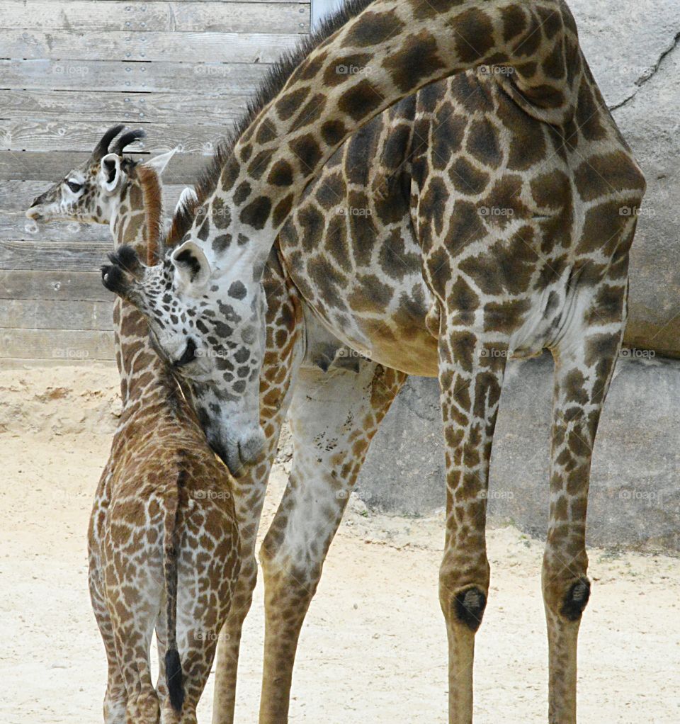 Giraffe Cuddles