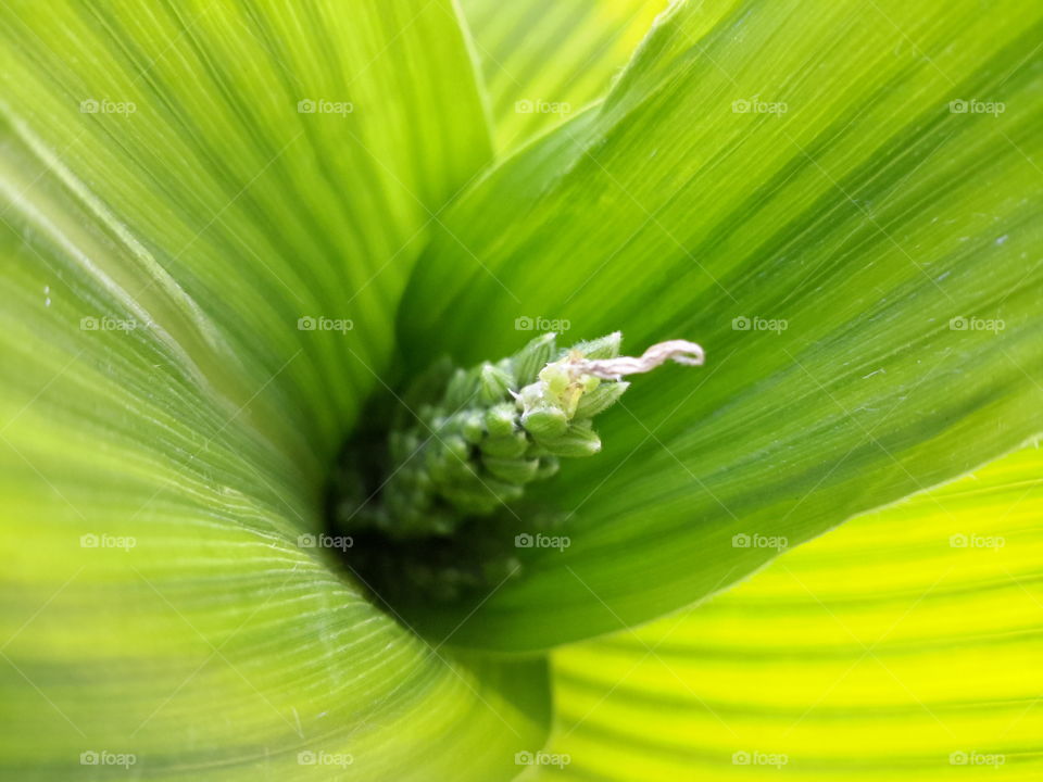Corn,getting flowers