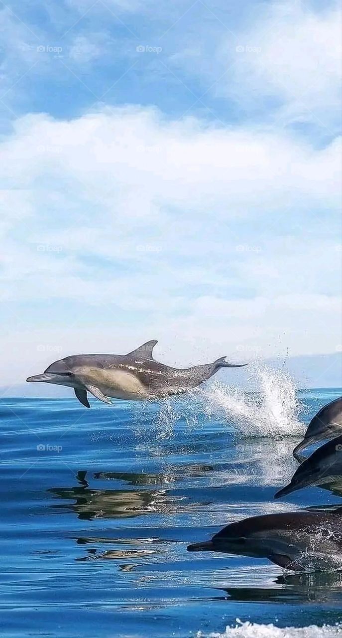 A very beautiful picture, and there is no better picture than it. There is no better picture of green herbs and colorful, red and white roses than it. Glory be to God, the natural and picturesque view, and there is no more wonderful picture than it.