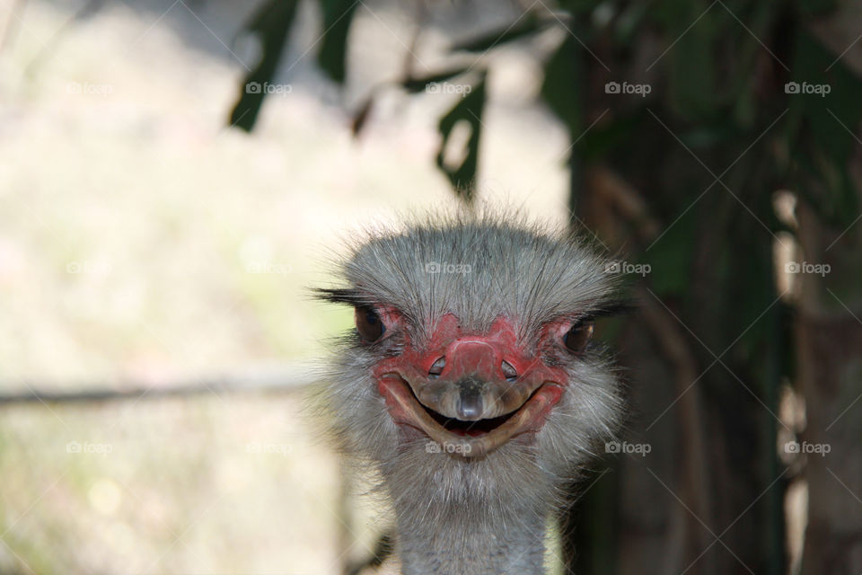 Close up to an ostrich