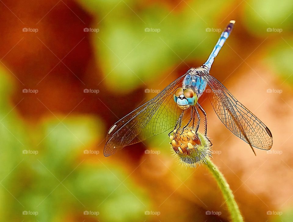 Dragon fly - Backyard garden 
