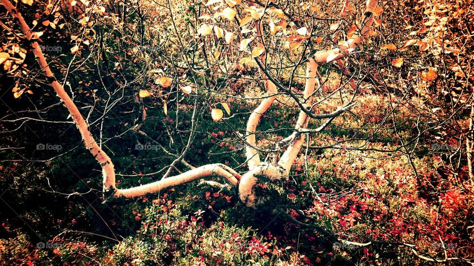 winding birch 