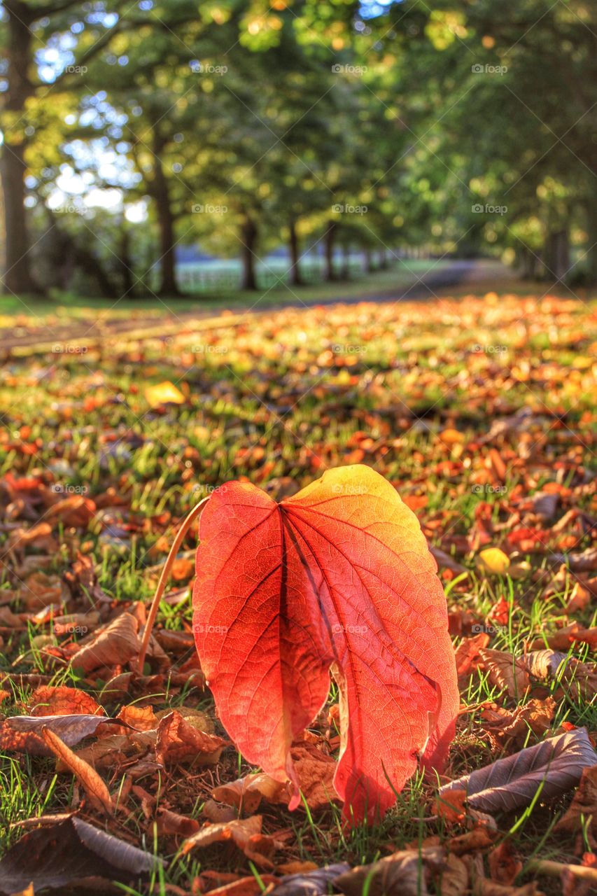 Big Leaf. A large fallen leaf stands out amongst others. A country lane stretches away into the distance at sunset.