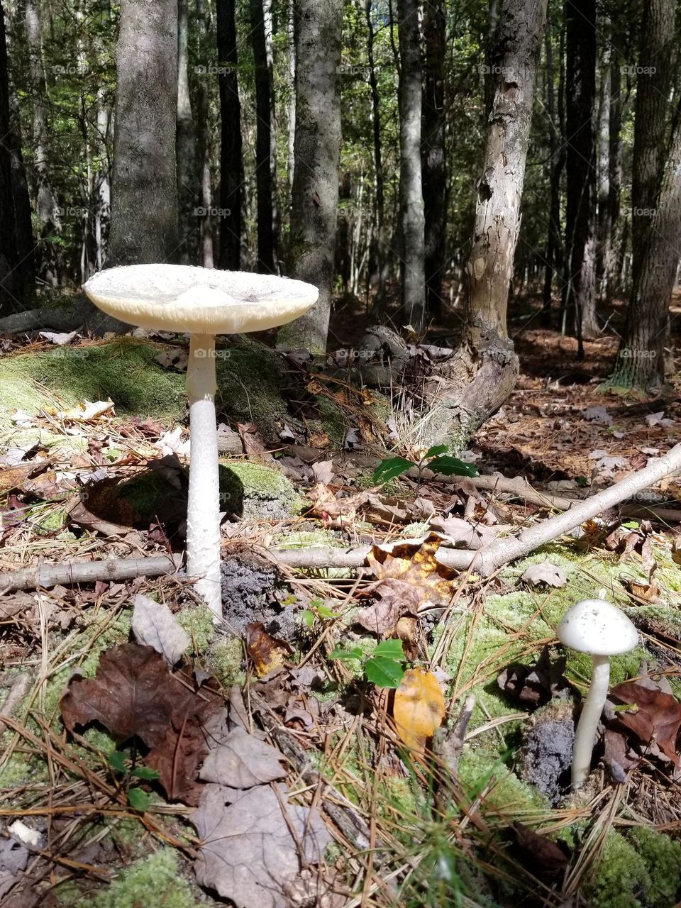 Fungi growing in a forest in the fall