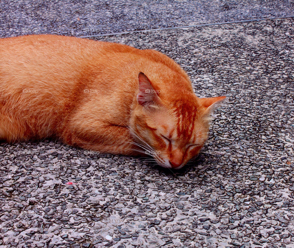 Stray cat sleeping on the ground