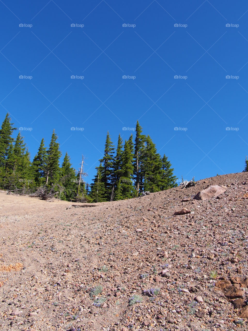 Bright green fir trees at the top of a rocky red hill on a sunny summer morning with clear blue skies at Crater Lake National Park in Southern Oregon. 