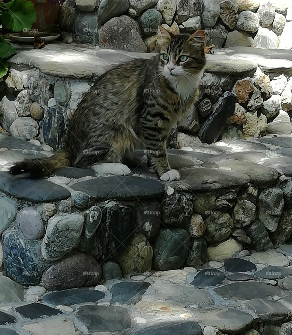 Cat in Bulgaria