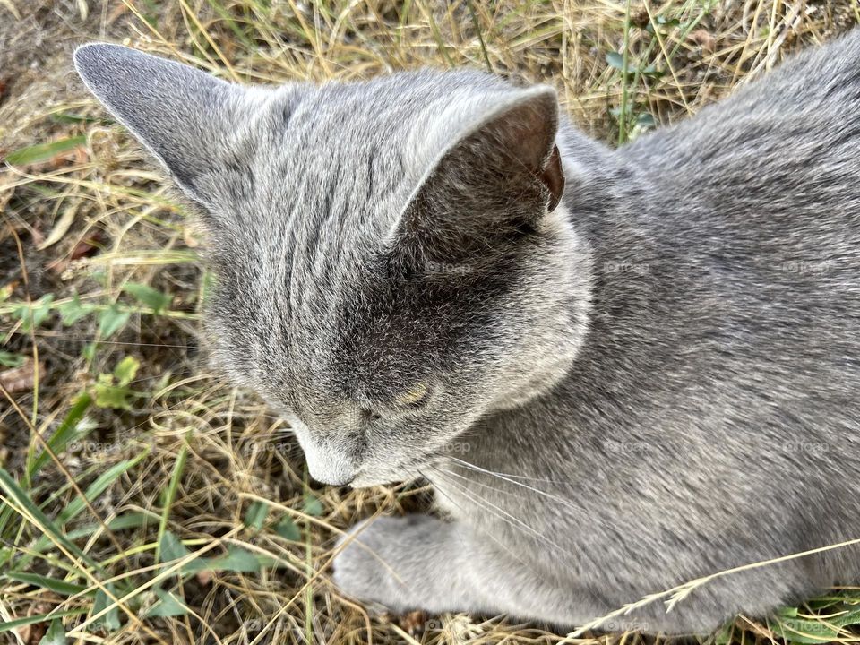 Grey cat on the grass
