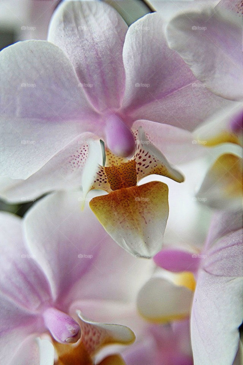 Orchids