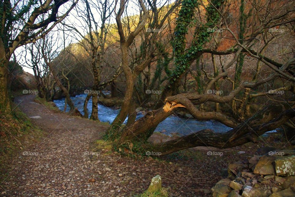 Tree, Landscape, Fall, No Person, Wood