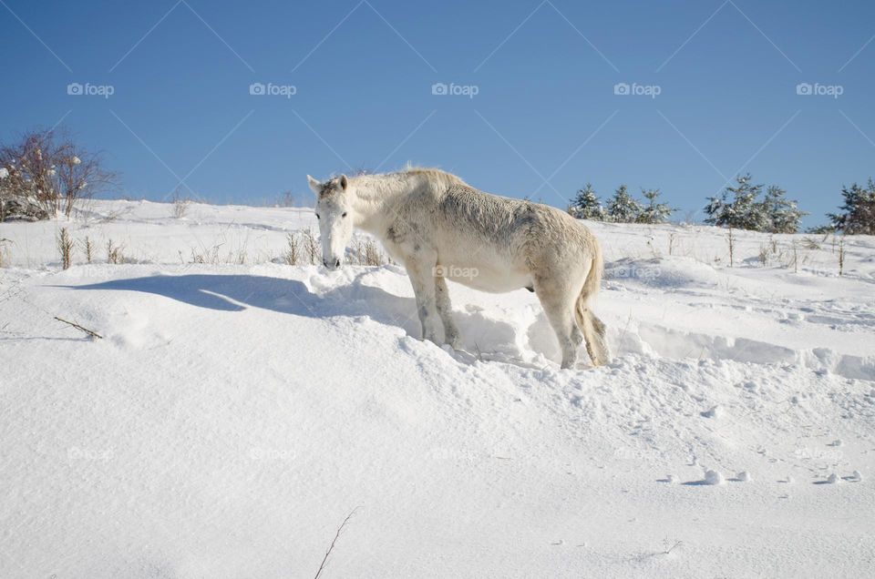 White Horse in the Snow