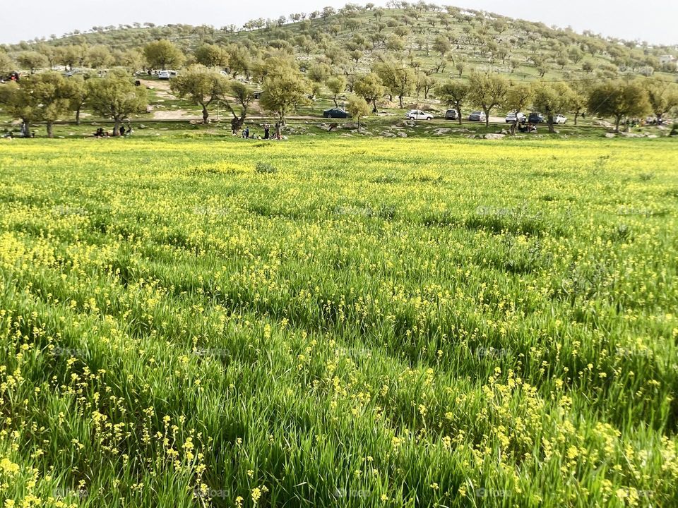 This is spring in Jordan 