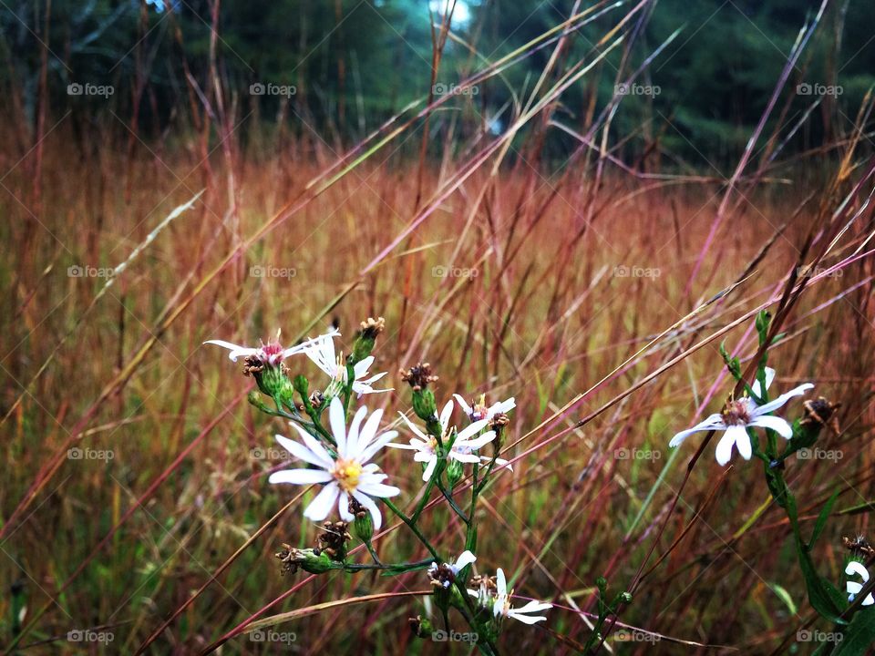 Red grass asters