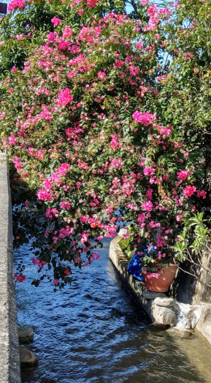Many flowers over a river is a beautiful composition，this paper flower's form is
very beautiful. all colors are very attractive.