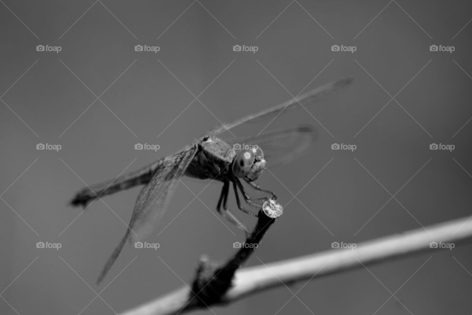 “Dragonfly” 
Cli©k By: Shah Faisal
Device: Canon EOS 1100D

© All Credits & Rights are Reserved by Birol Faisal Photography.