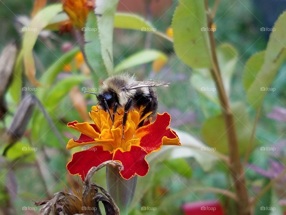 bee on the flower