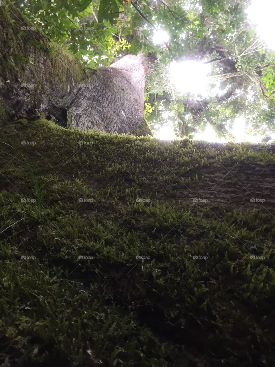 Kapok tree. Amzon rainforest Ecuador