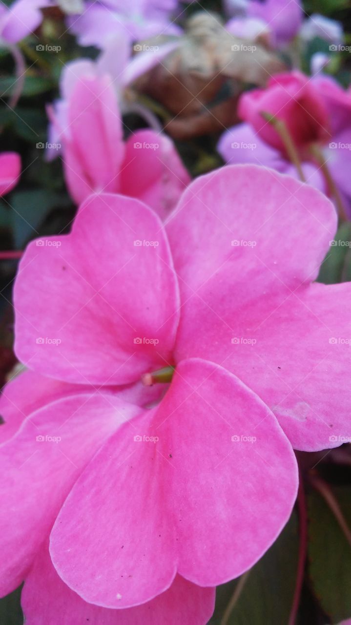 Flower, Nature, Flora, Garden, Blooming