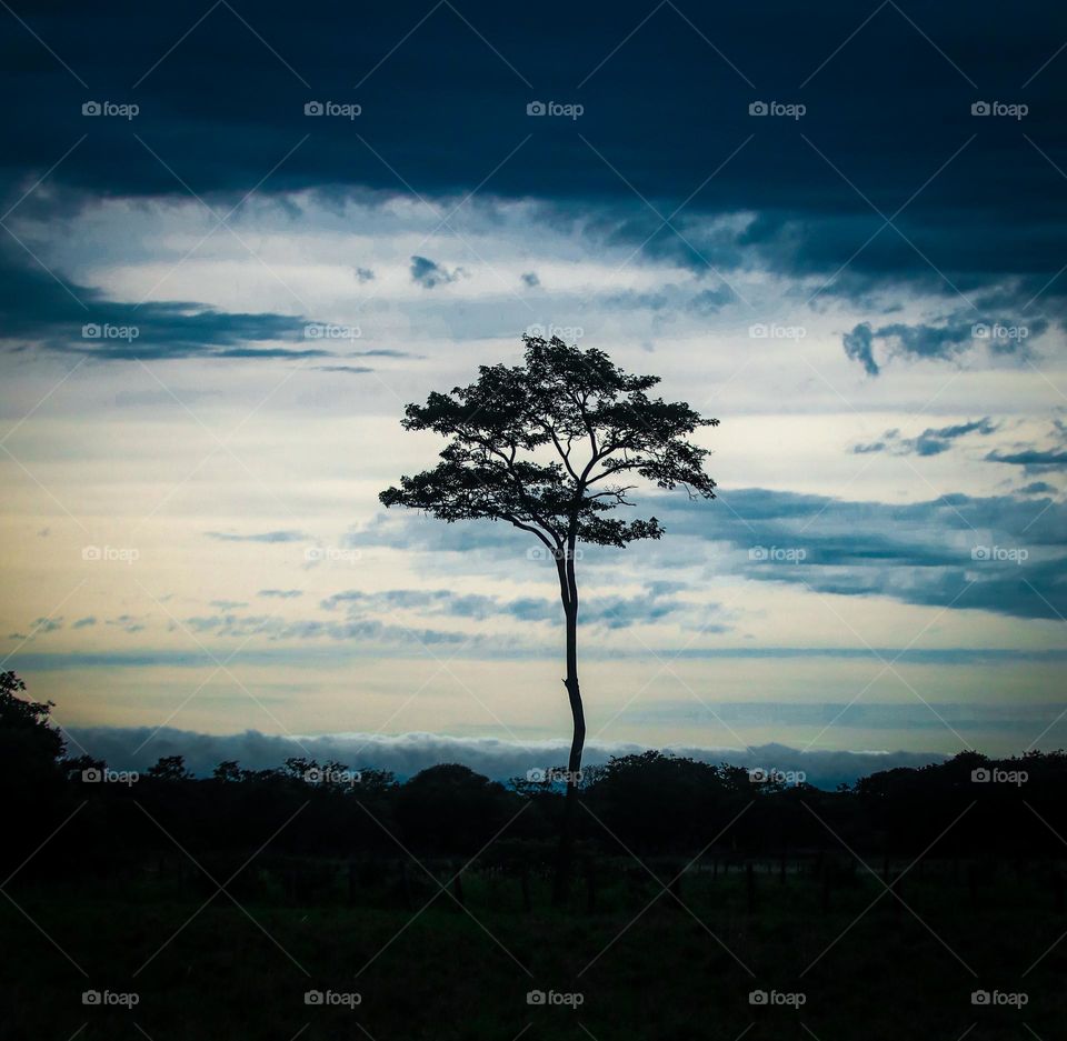 tree in impending storm