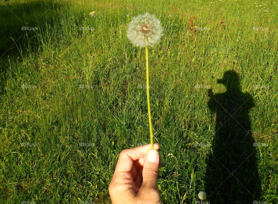 Grass, Field, Outdoors, Hayfield, Nature