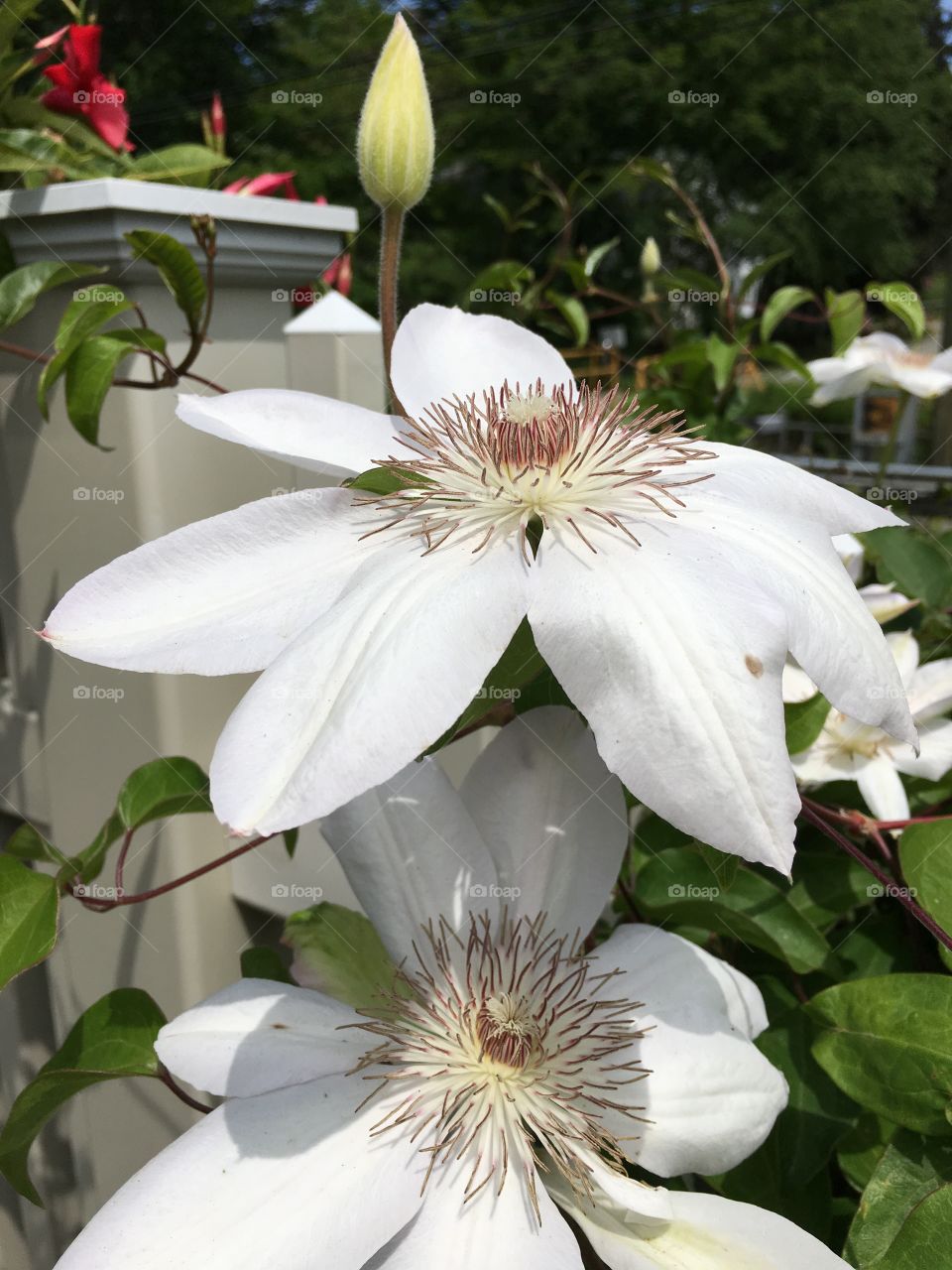 Clematis white