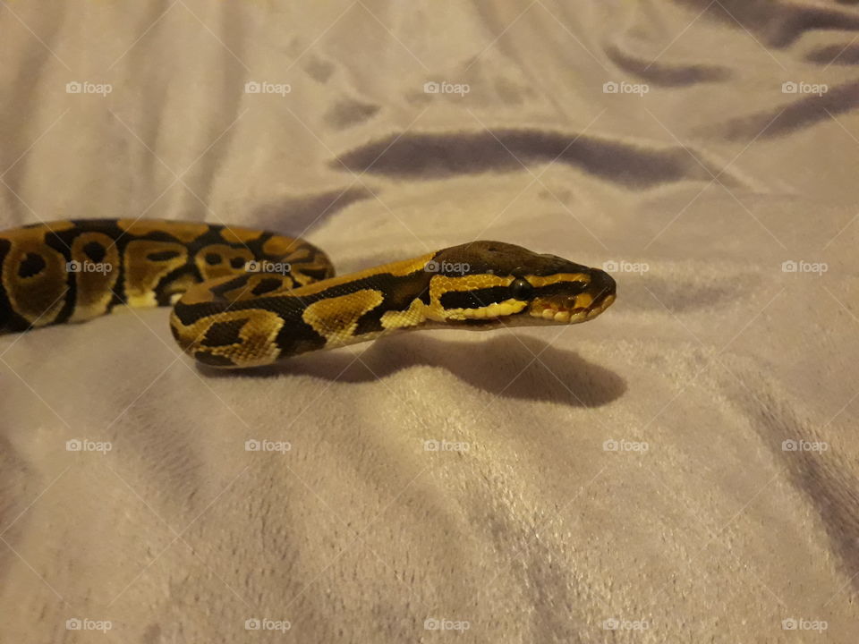 Here comes a special girl! This is my ball/royal python Mara! She's so photogenic lol. The camera just loves her.