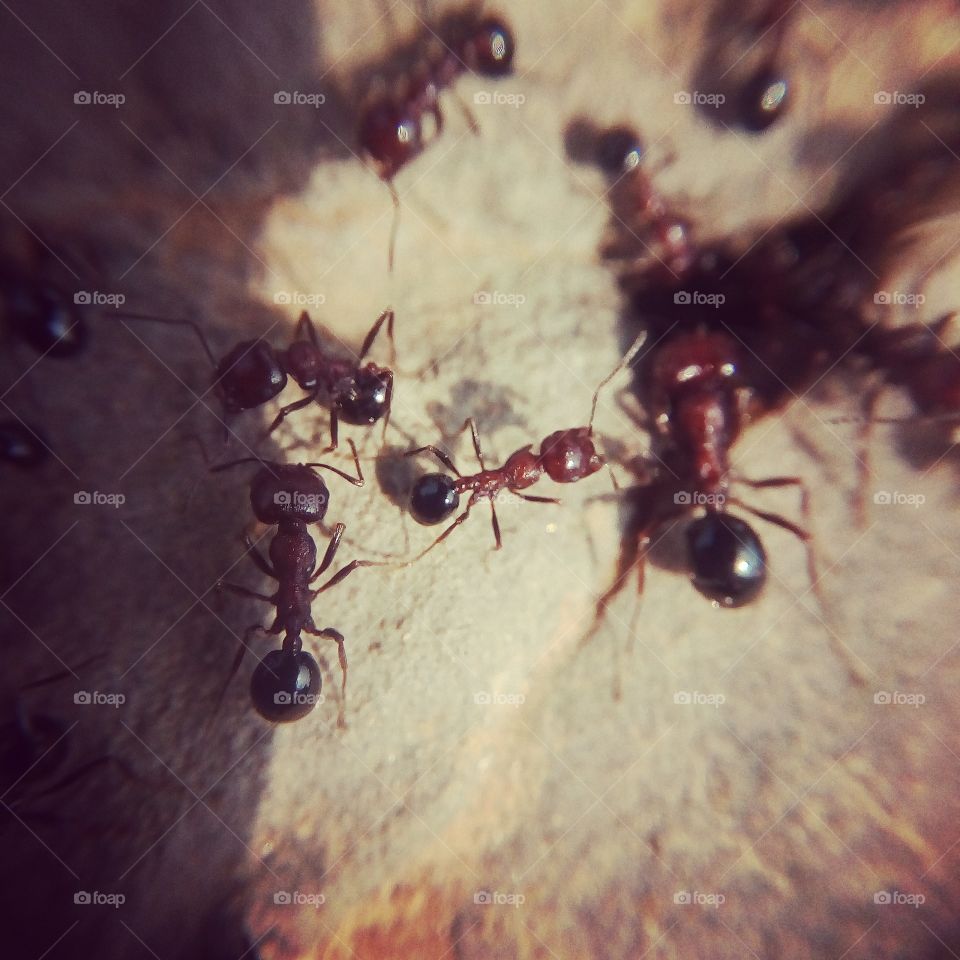 High angle view of ants on rock