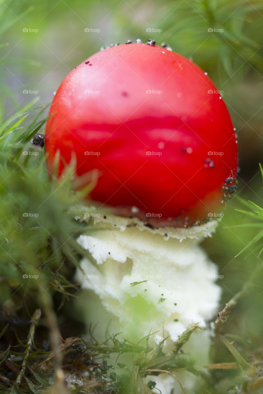 Red fly agaric