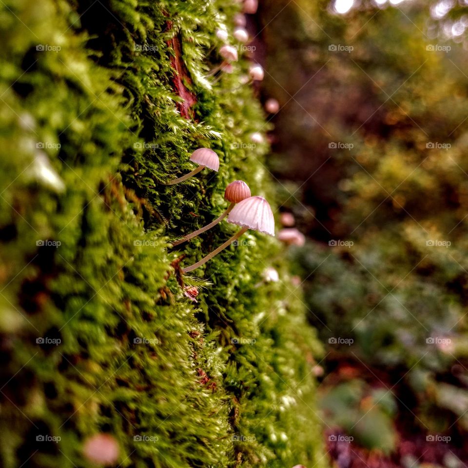 Cute little white mushrooms living on moss covered tree trunk in the forest