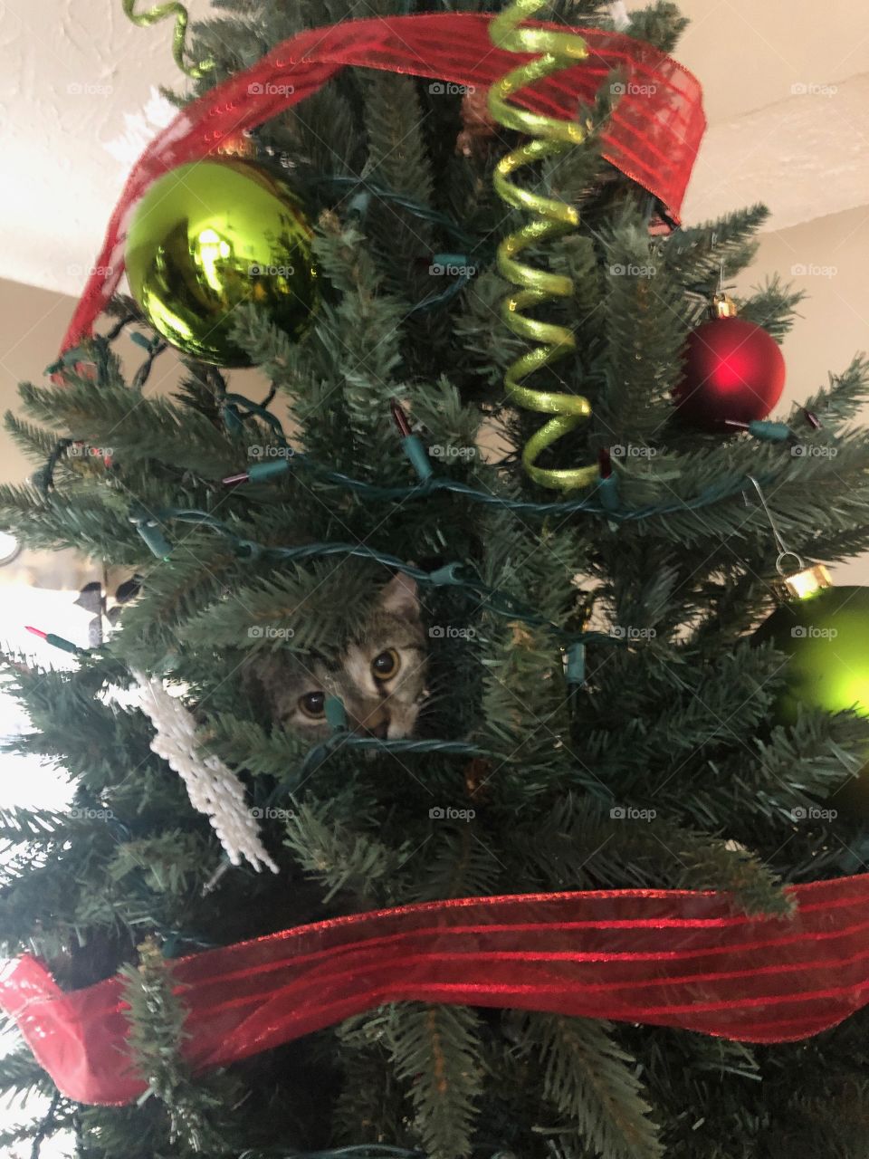 Cat in a Christmas tree 