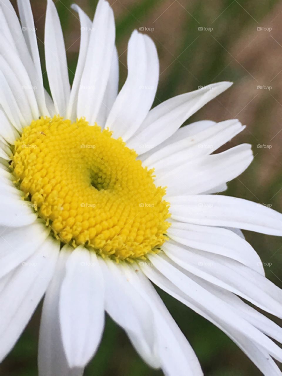 Another closeup of this flowers texture