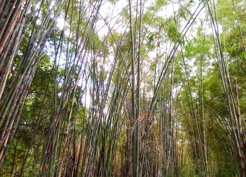 bamboo
