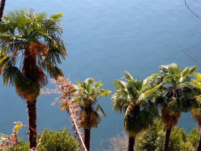 beautiful palm trees