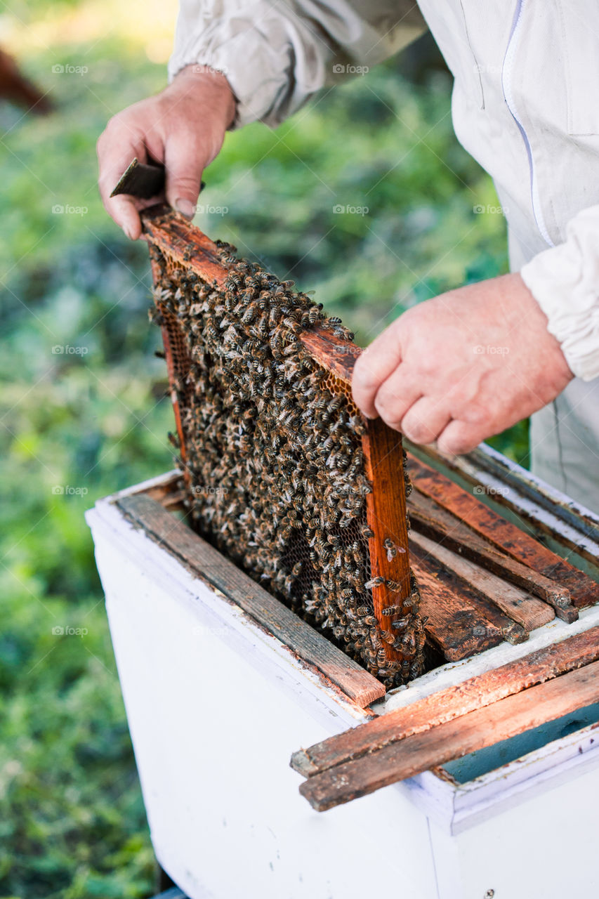 Beekeeper drawing out the honeycomb from hive with the bees and honey on it