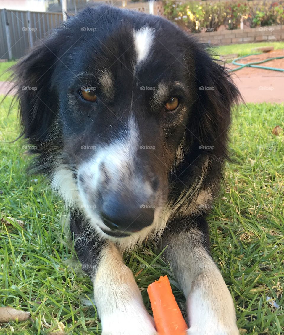 Border collie