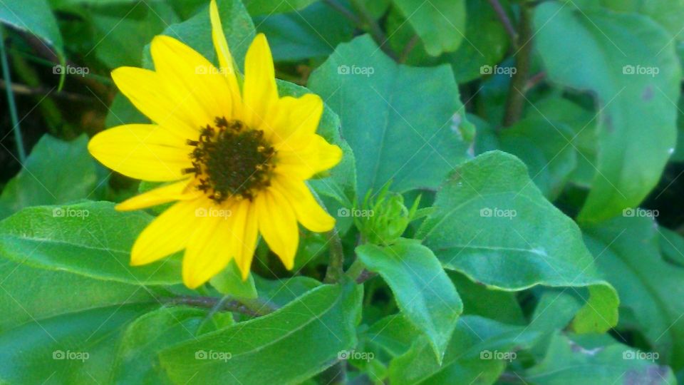 Nature, Flora, Summer, Leaf, Flower