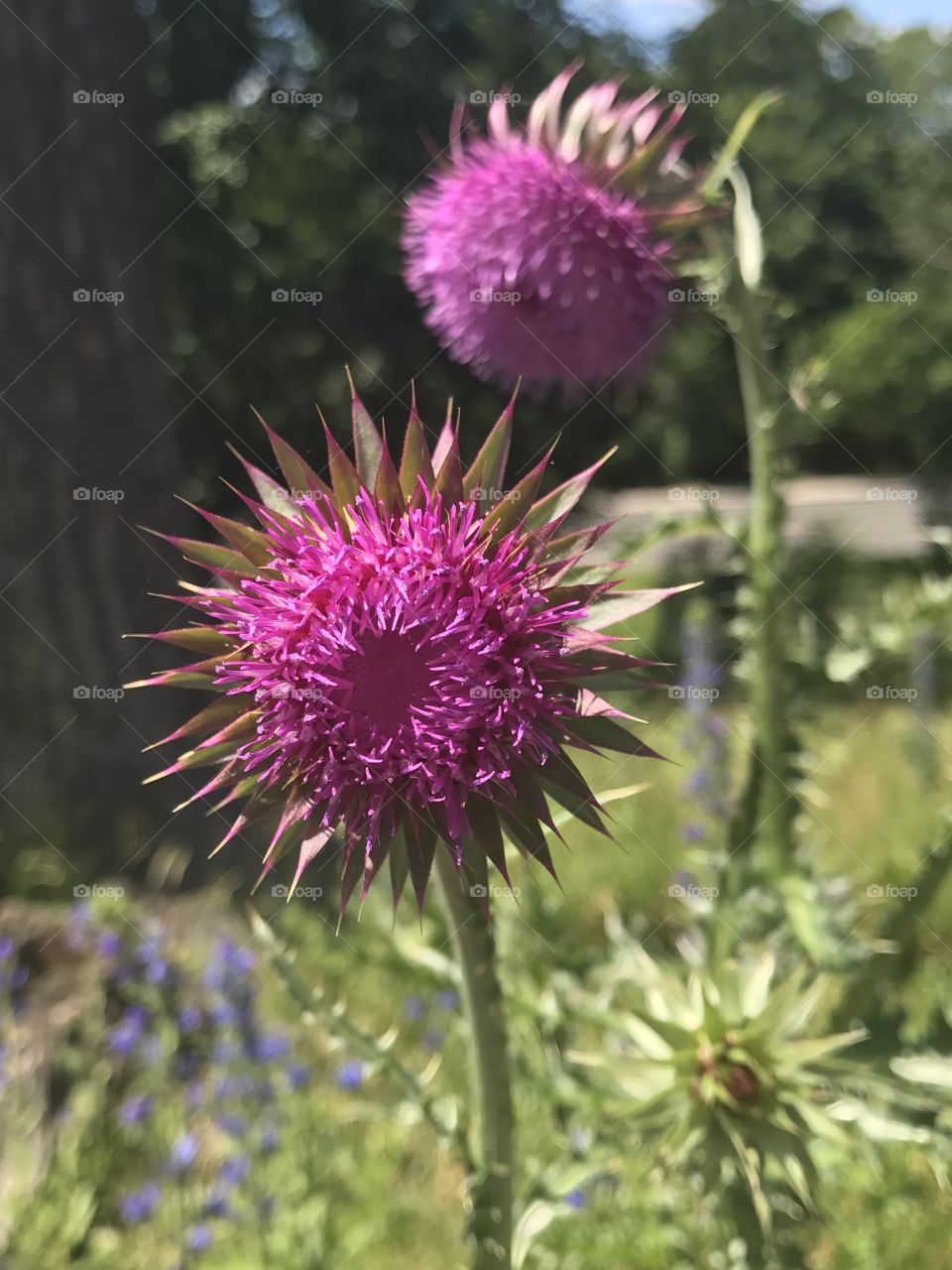 Thistle Flower
