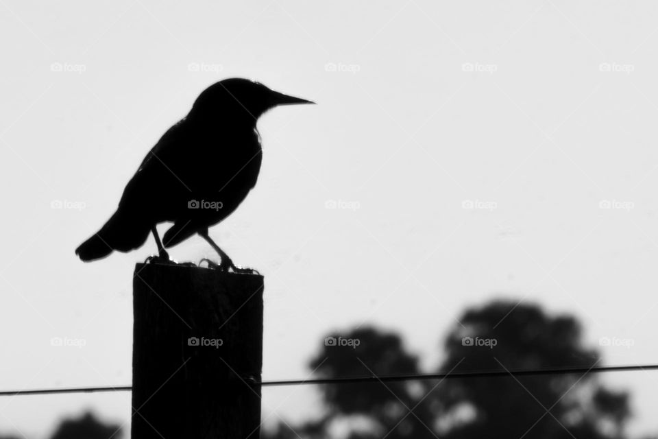 Silueta de Tordo. Ave de Canelones.