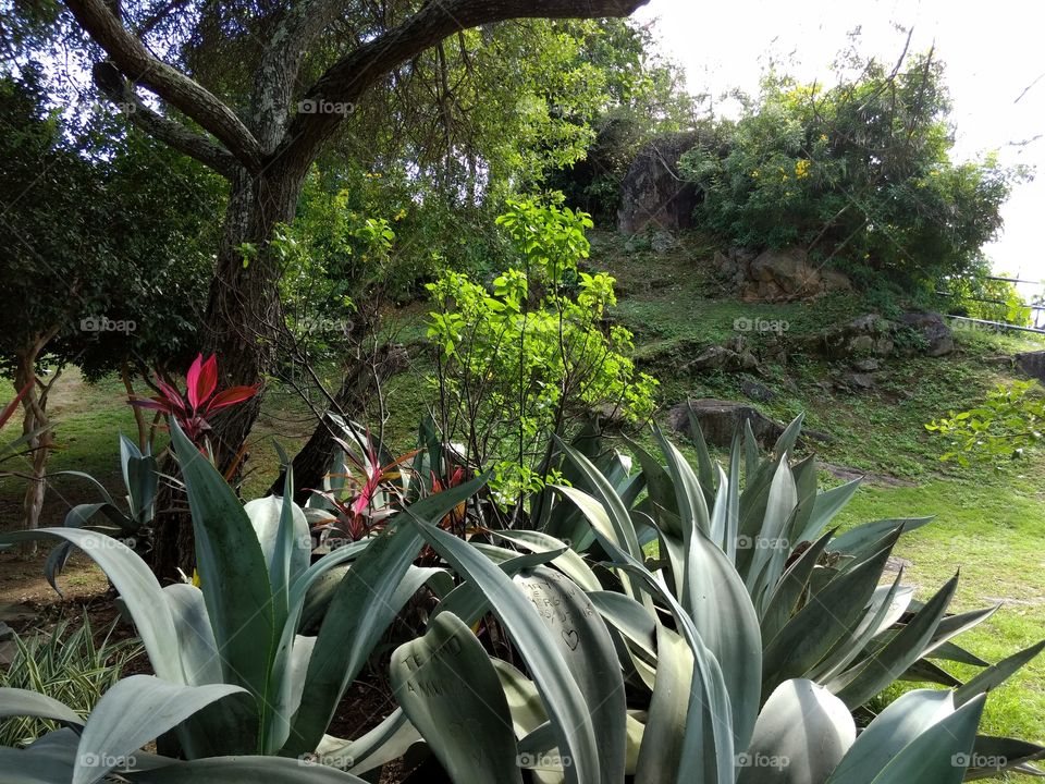 parque pedra da cebola jardim