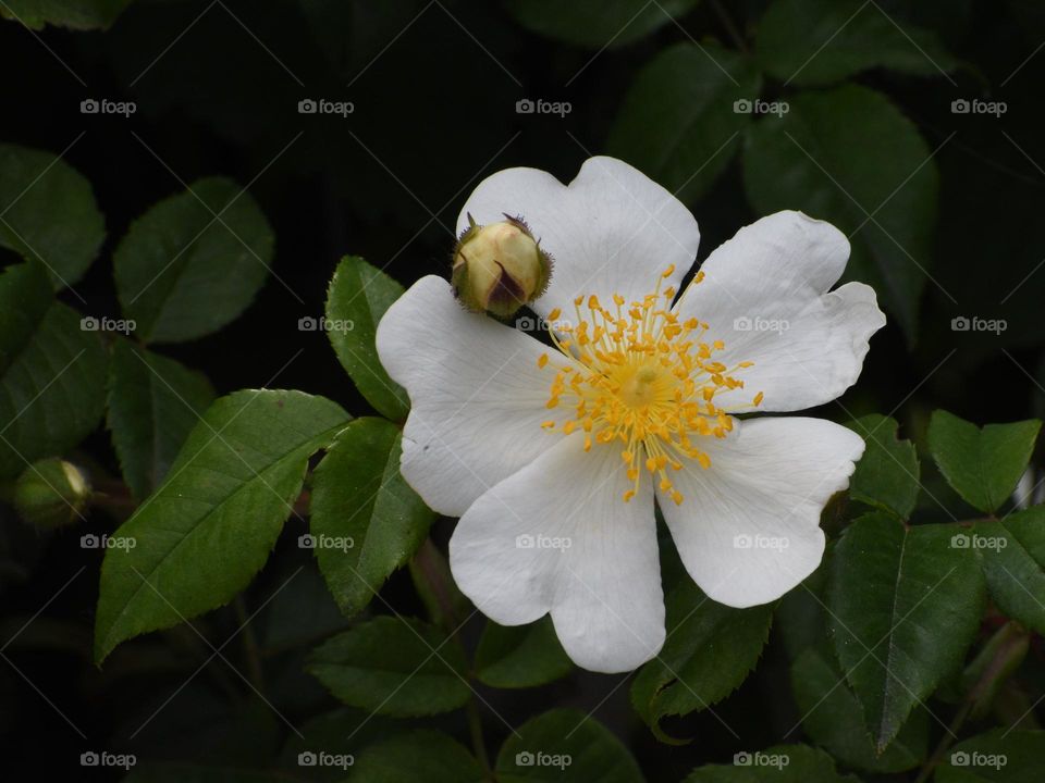 White wild flower 