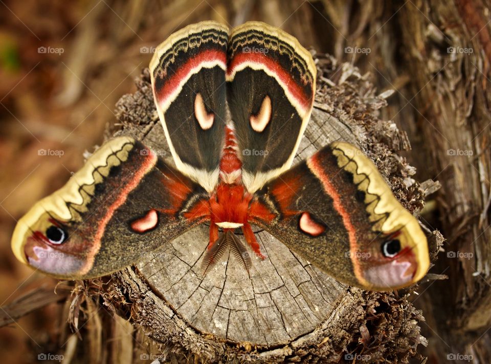 Texas silkmoth