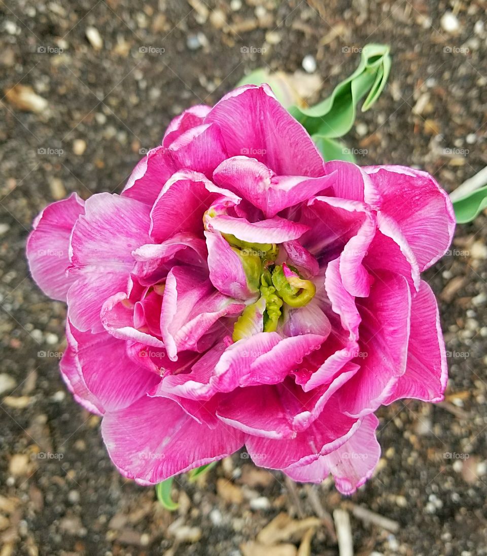 pink tulip