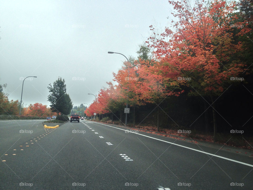 colors trees road fall by shivakumar