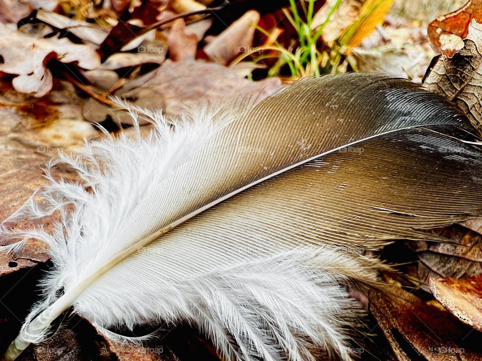 Closeup of wild bird feather downy white gradually changing to brown