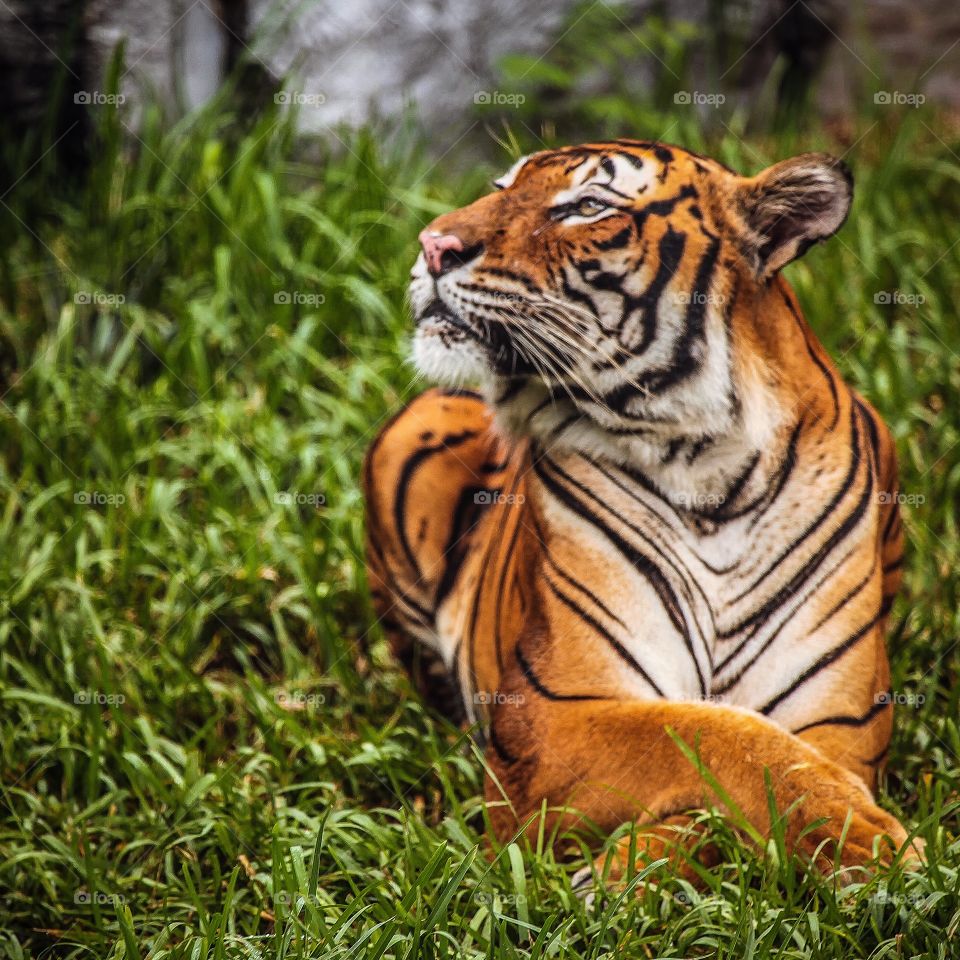 Tiger Just Chillin'. Beautiful make tiger 