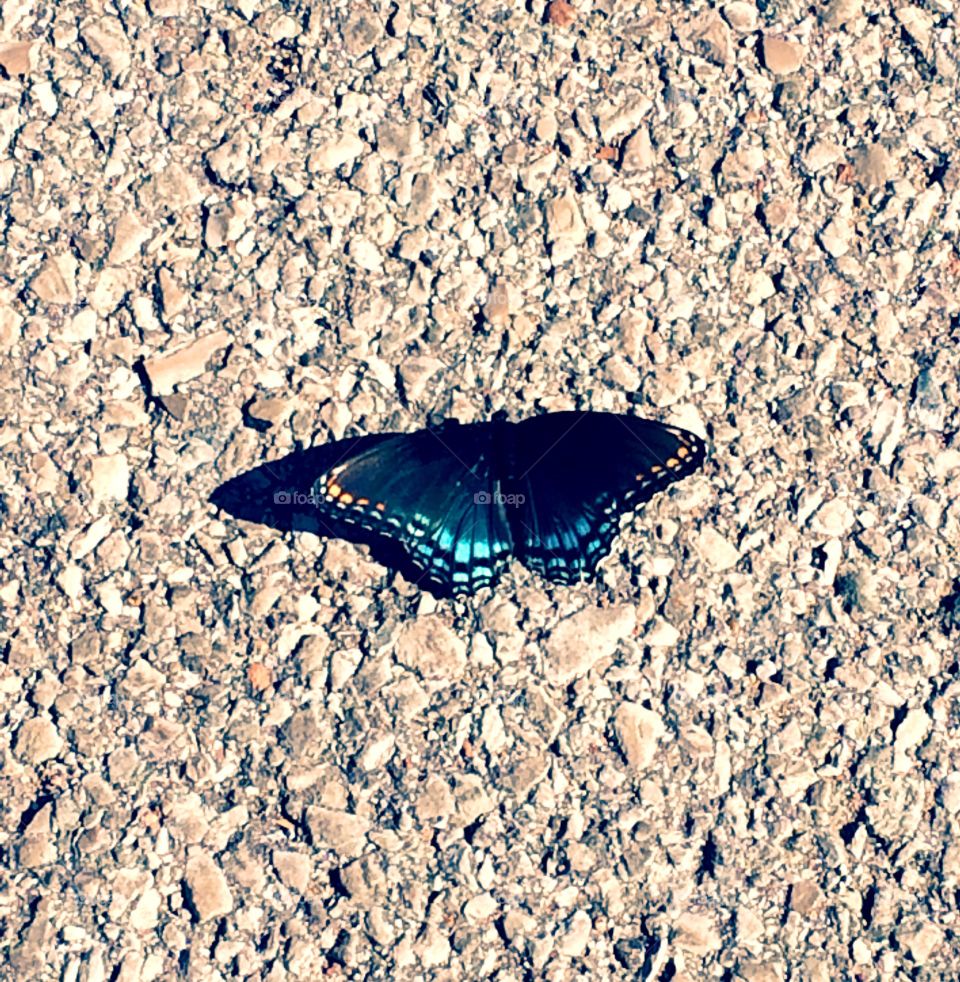 Blue Butterfly 