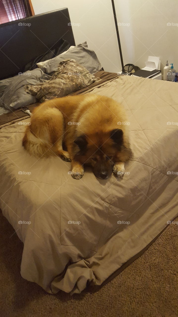 Bed, Bedroom, Furniture, Dog, Room